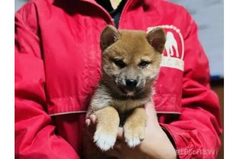 成約済の千葉県の柴犬-360471の3枚目